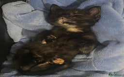 British Shorthair cats for sale: 4 little sweethearts - Image 3