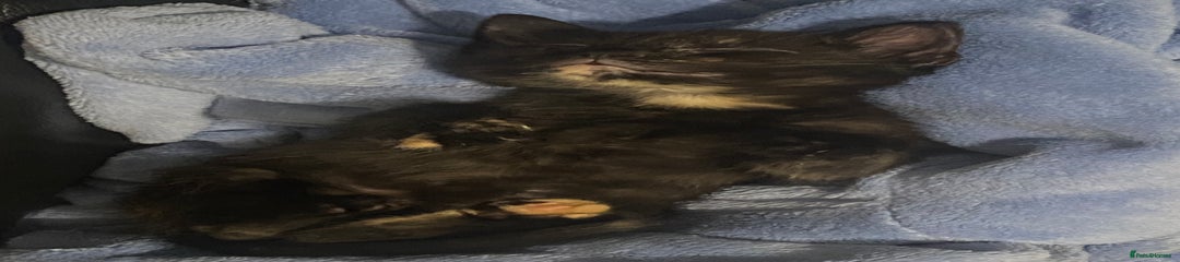 British Shorthair Kitten 2