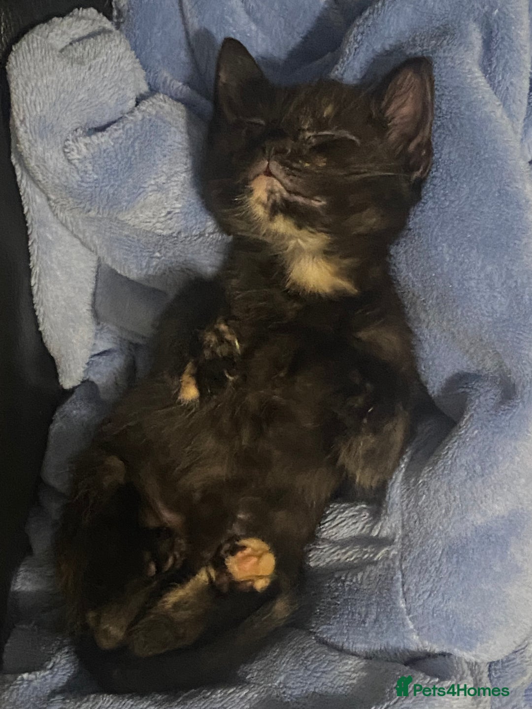 British Shorthair cats for sale: 4 little sweethearts - Image 3