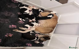 Mixed Breed dogs for sale: Stunning litter of Welsh Collie X Toy Poodle - Image 3
