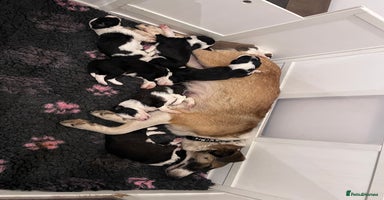 Mixed Breed dogs - Advert 4