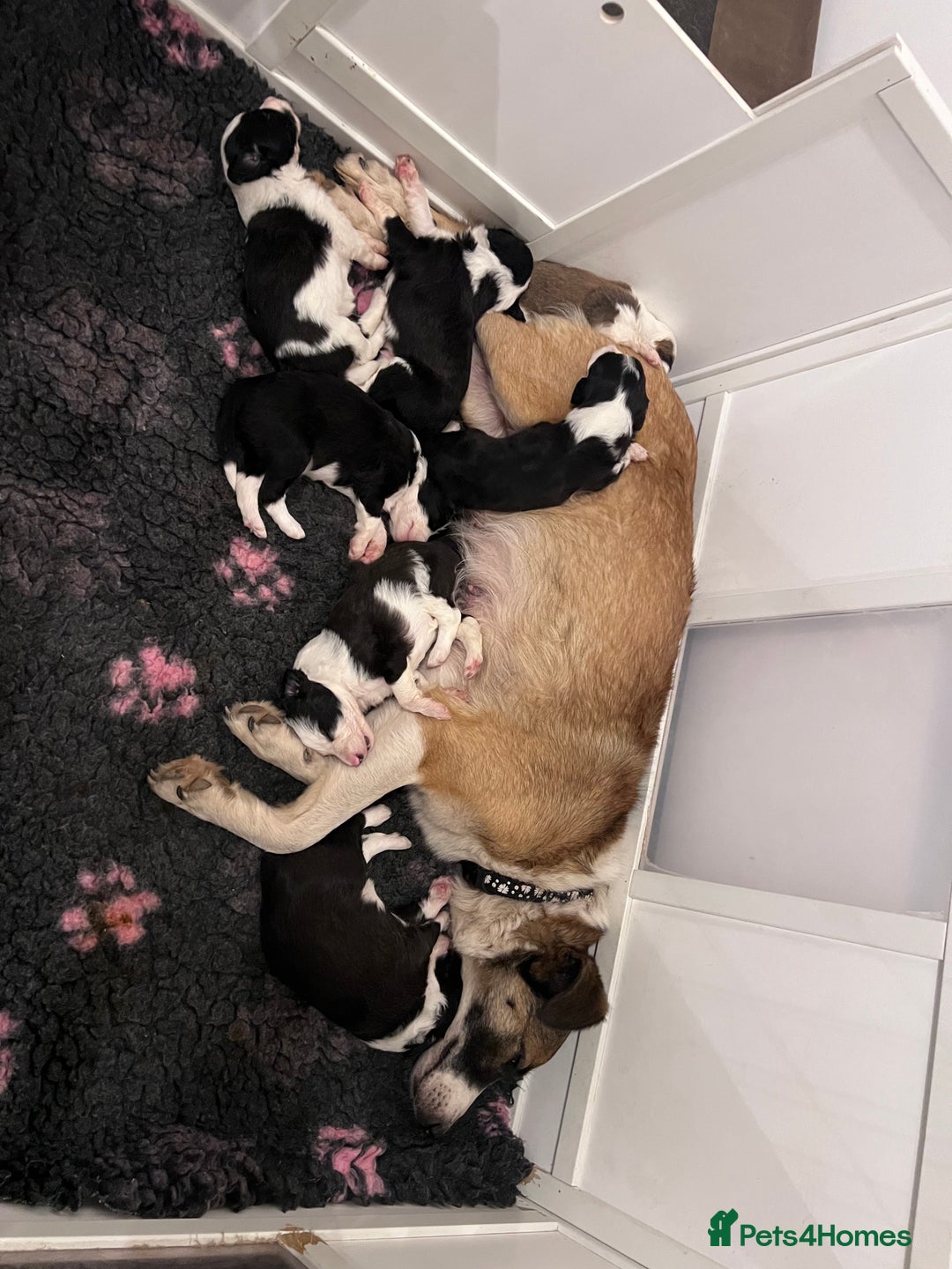 Mixed Breed dogs for sale: Stunning litter of Welsh Collie X Toy Poodle - Image 3