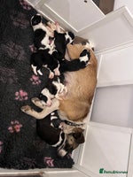 Mixed Breed dogs Stunning litter of Welsh Collie X Toy Poodle - Advert 9