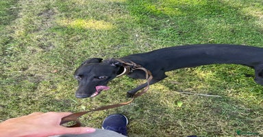 Greyhound dogs - Advert 1