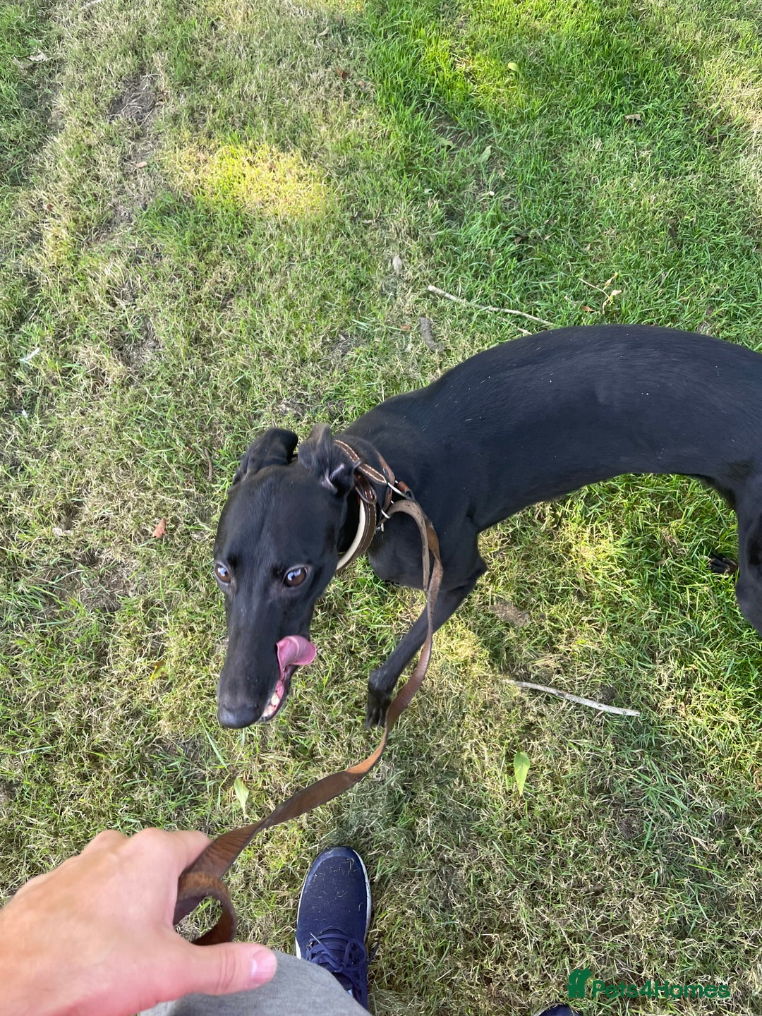 Greyhound dogs for sale: Emmie - Image 3