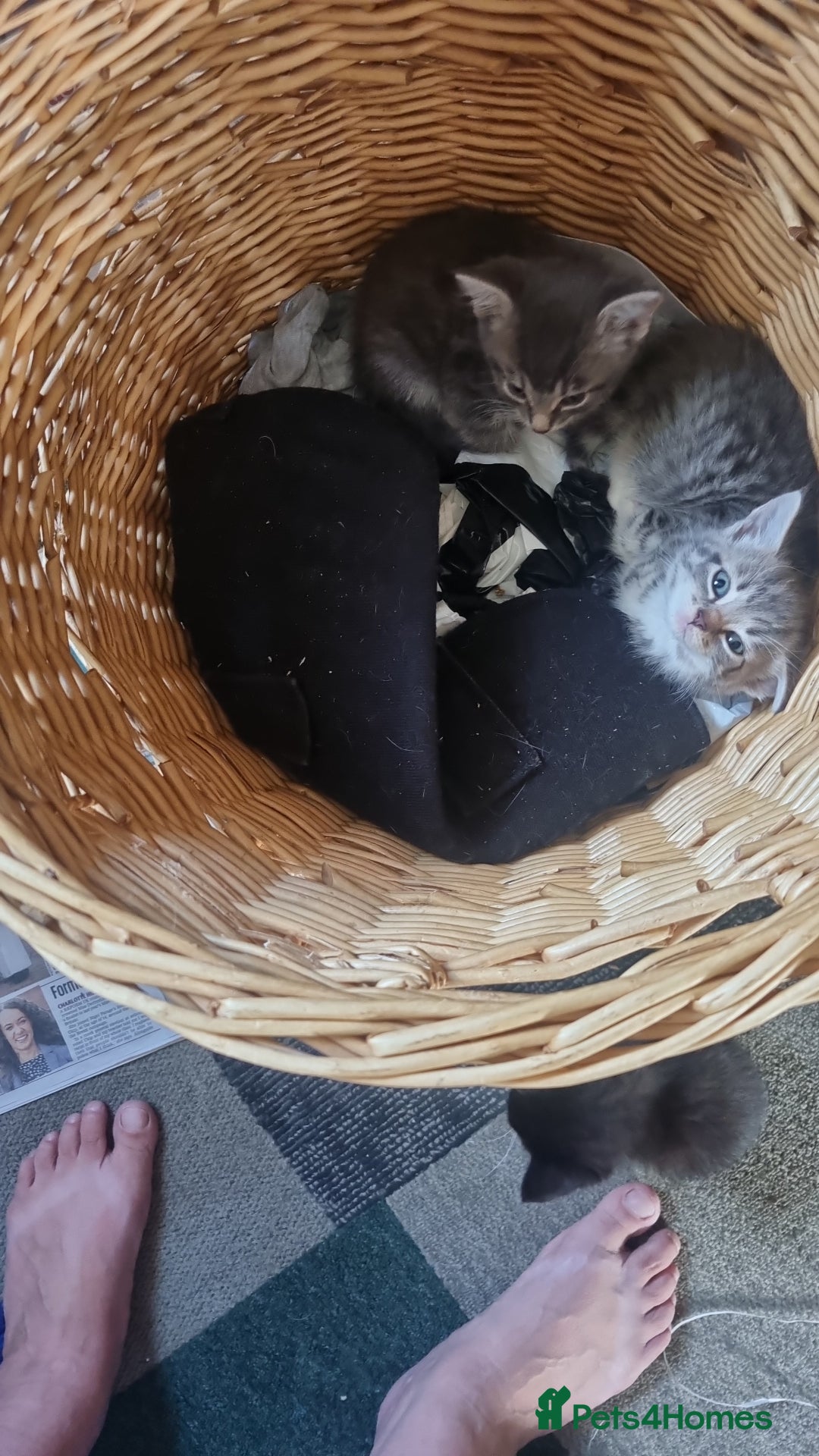 Maine Coon cats for sale: Main coon/ British short hair mix - Image 12