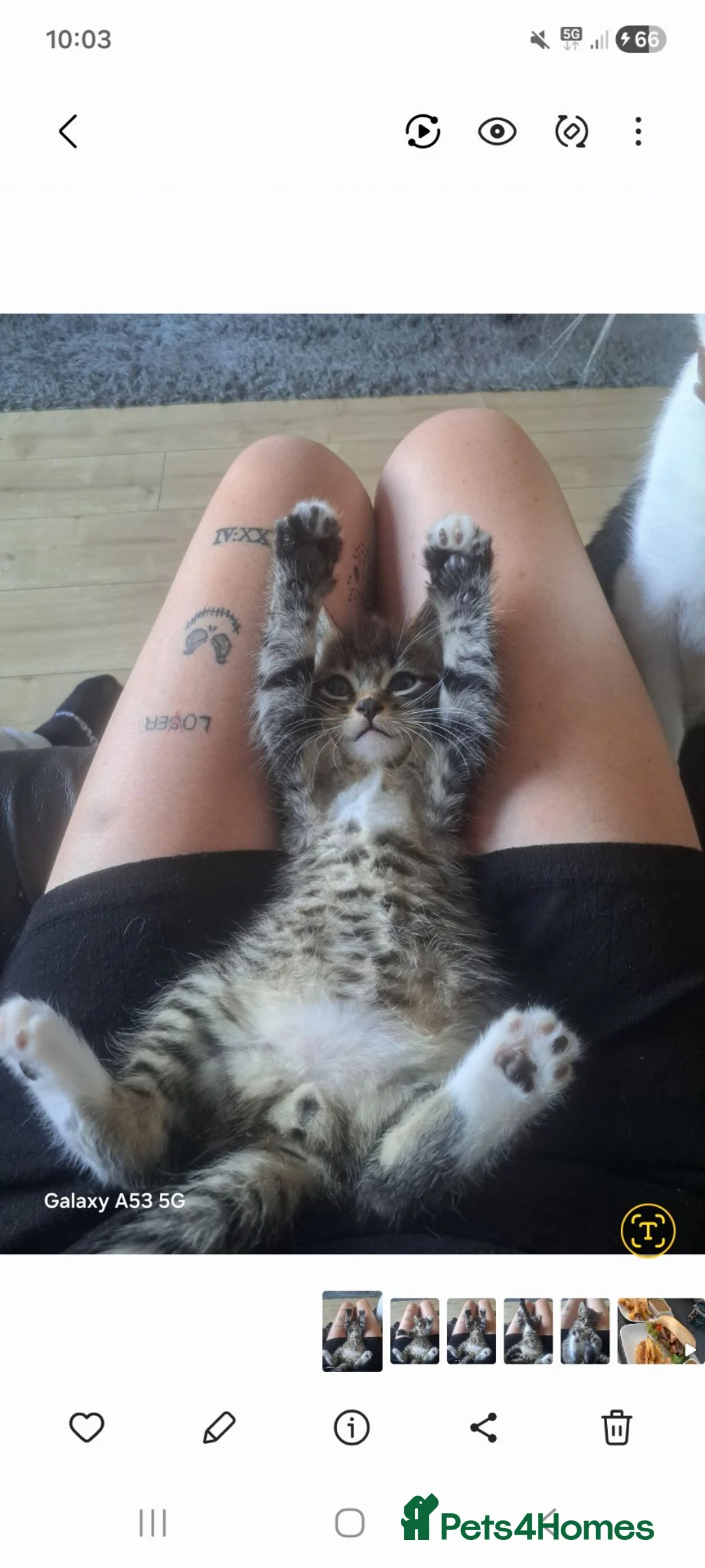 Mixed Breed cats for sale: 1 beautiful male kitten. - Advert 15