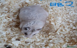 Hamster rodents for sale: Young Syrian Hamsters - Image 6
