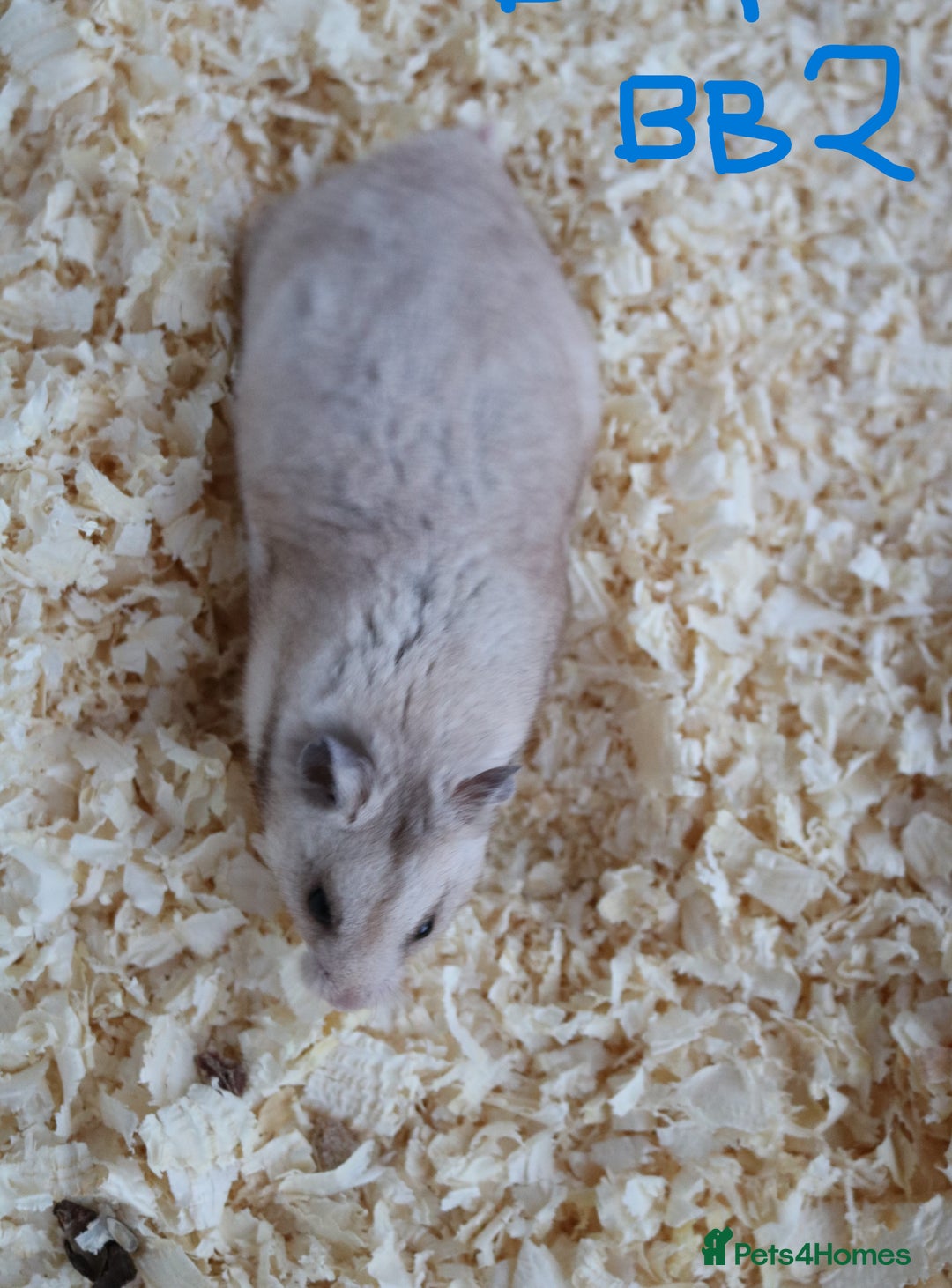 Hamster rodents for sale: Young Syrian Hamsters - Image 6