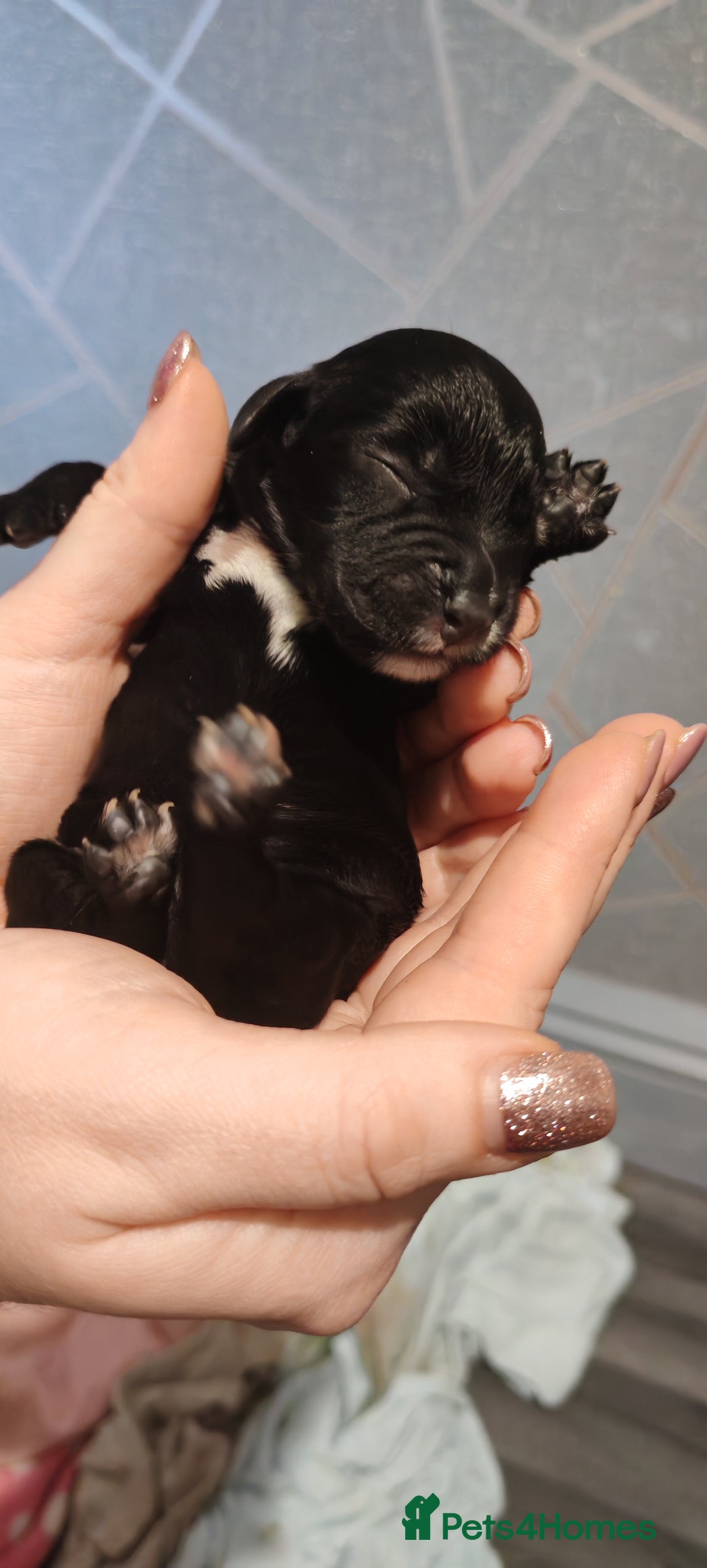 Sprocker dogs for sale: Beautiful sprocker puppies - Image 8