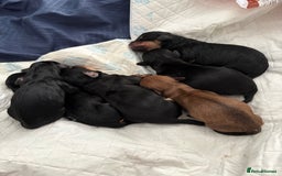 Mixed Breed dogs for sale: Daxie poo puppies - Image 4