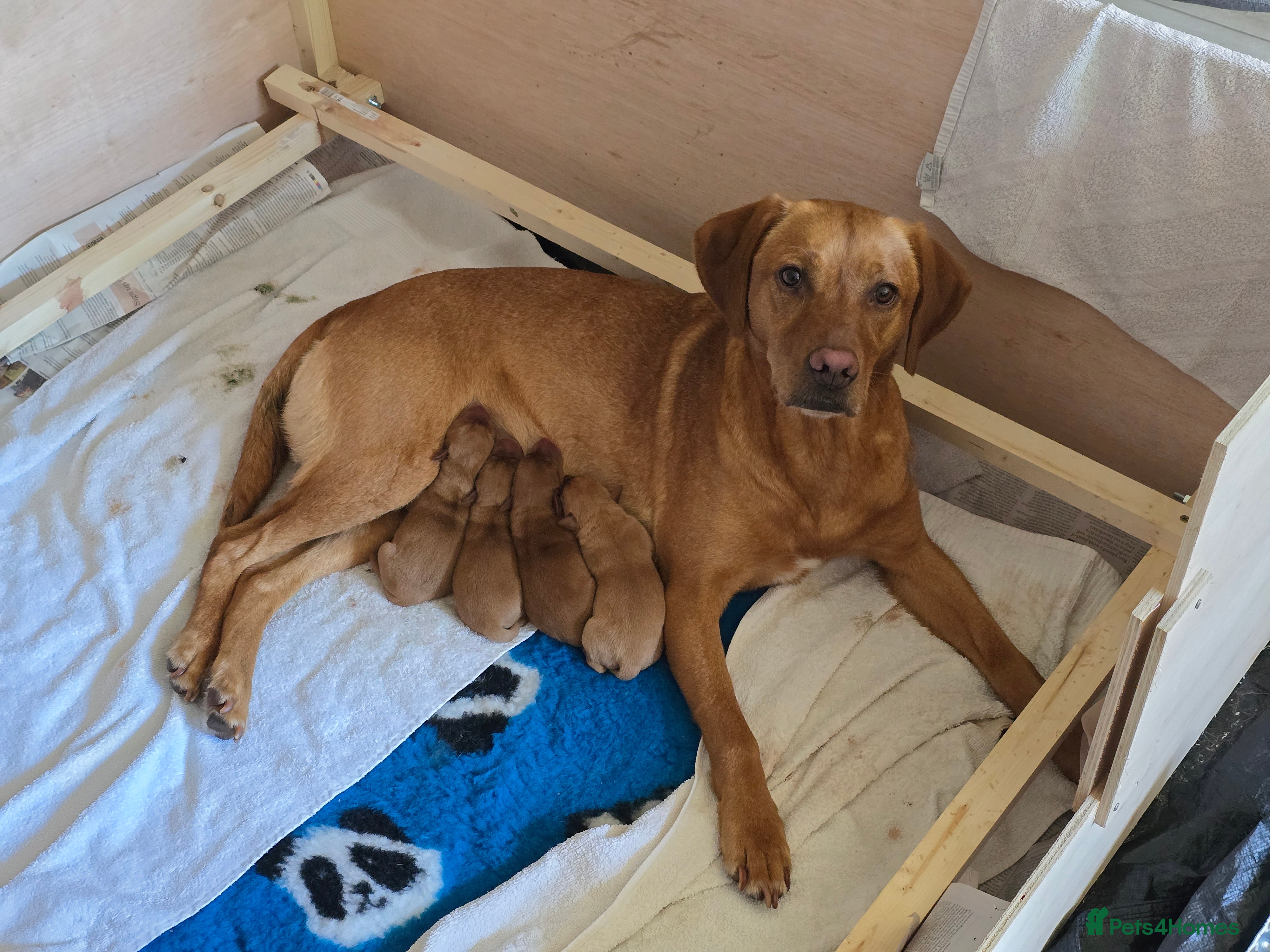 Labrador Retriever dogs KC Reg Fox Red Labrador Puppy - Advert 1