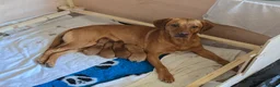 Labrador Retriever dogs for sale: KC Reg Fox Red Labrador Puppy - Advert 2