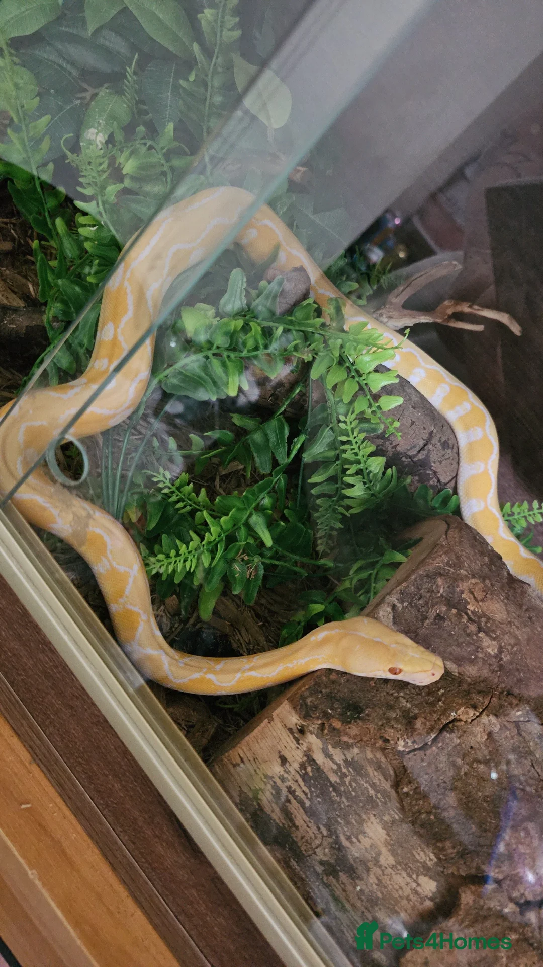 Snake reptiles for sale: Female dwarf white sunfire retic - Advert 2