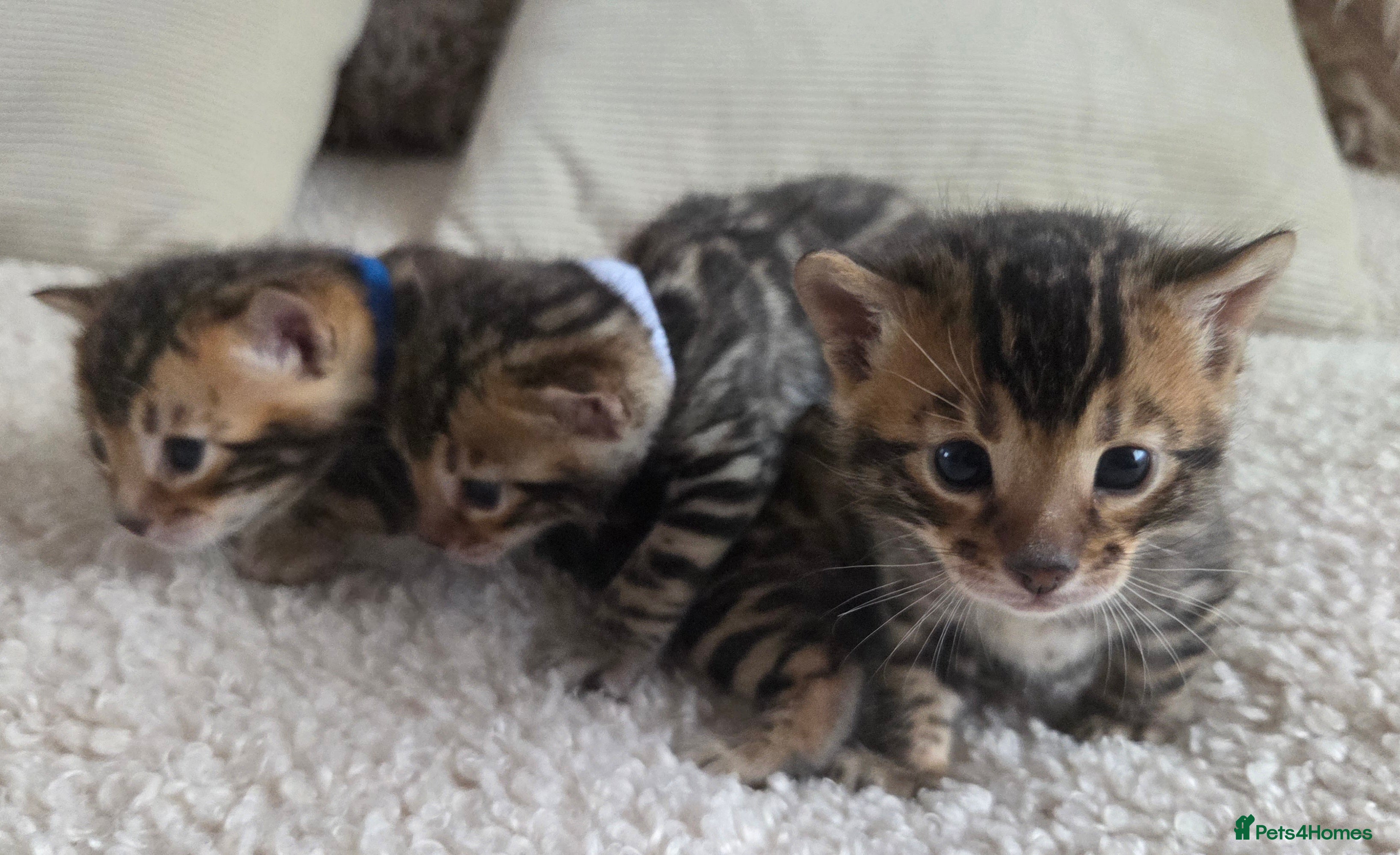 Bengal cats Georges Tica registered Bengal kittens  - Advert 1