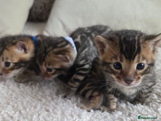 Bengal cats Georges Tica registered Bengal kittens - Advert 1