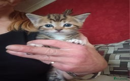 Mixed Breed cats for sale: Stunning kittens  - Image 14