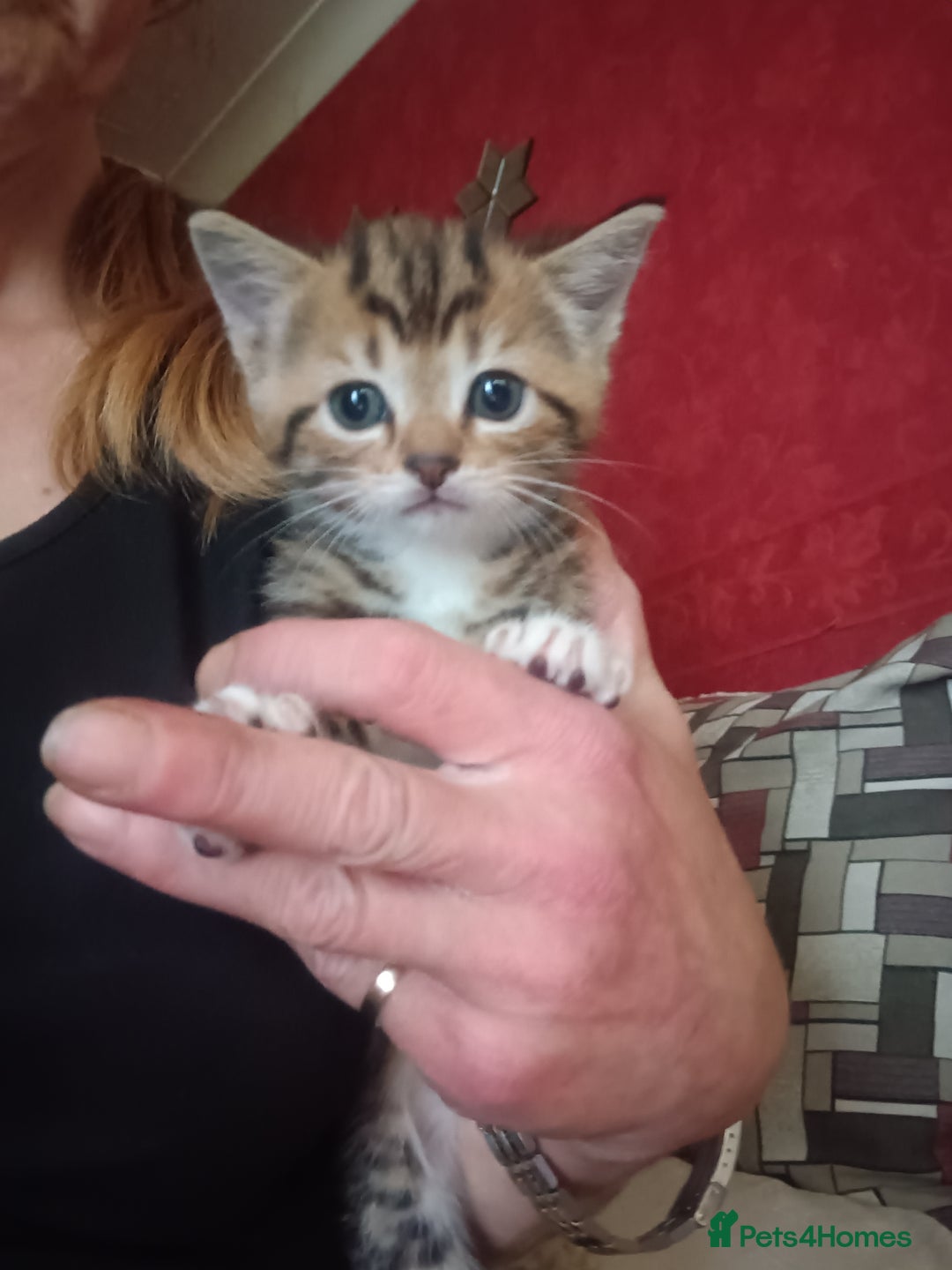 Mixed Breed cats for sale: Stunning kittens  - Image 14