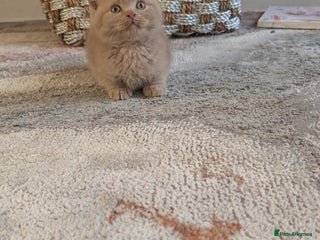 British Shorthair cats British shorthair - Advert 1