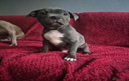 Staffordshire Bull Terrier dogs for sale: Pawfect puppies LAST BOY‼️ - Image 4