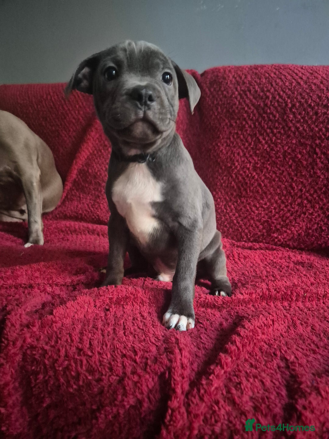 Staffordshire Bull Terrier dogs for sale: Pawfect puppies LAST BOY‼️ - Image 4