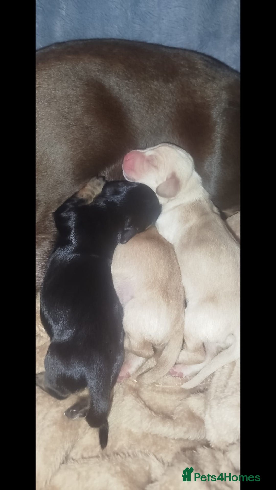Miniature Dachshund dogs for stud: KC Reg Black/cream,proven,gorgeous boy stud only  - Advert 16