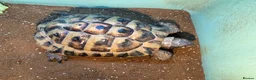 Hermann Tortoise reptiles for sale: Two male Herman tortoises  in Portsmouth - Advert 5