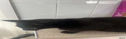 Mixed Breed cats for sale: Kittens ready to go £50 - Advert 7