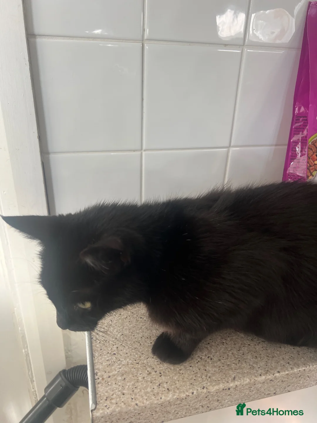 Mixed Breed cats for sale: Kittens ready to go £50 - Advert 7