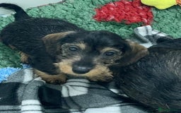 Dachshund dogs for sale: Dachshund - Miniatures wires  - Image 3