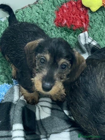 Dachshund dogs - Advert 8