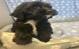 Cockapoo dogs for sale: 5 cockapoo boys for sale - Image 4