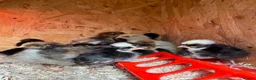 Mixed Breed poultry for sale: Chicks,Brahma, silkie, cross, polish  - Advert 13