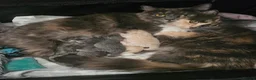 Ragdoll cats for sale: Mixed BSH and Ragdoll fluffy kittens  - Advert 16