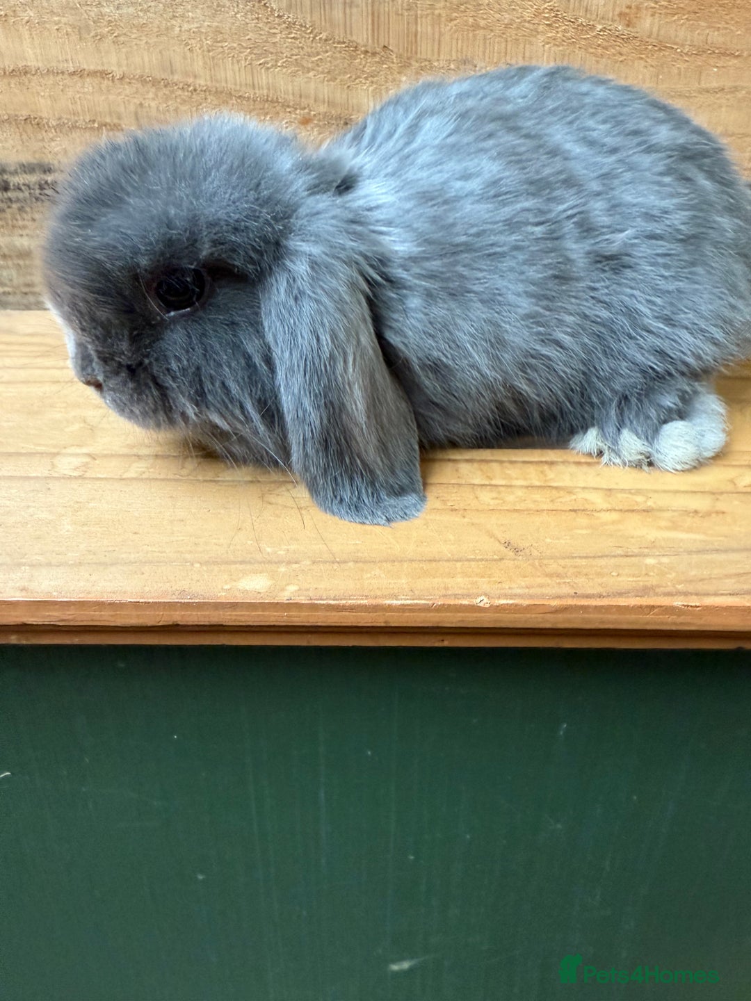 Mini Lop rabbits for sale:  BEAUTIFUL MINI LOP PEDIGREE BUNNIES - Advert 18