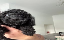 Sproodle dogs for sale: F2 Sproodle Puppies - Advert 1