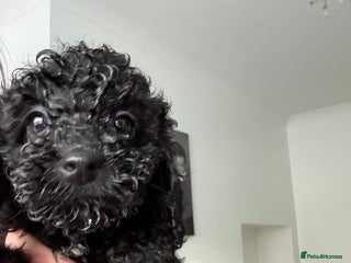 Sproodle dogs F2 Sproodle Puppies - Advert 1