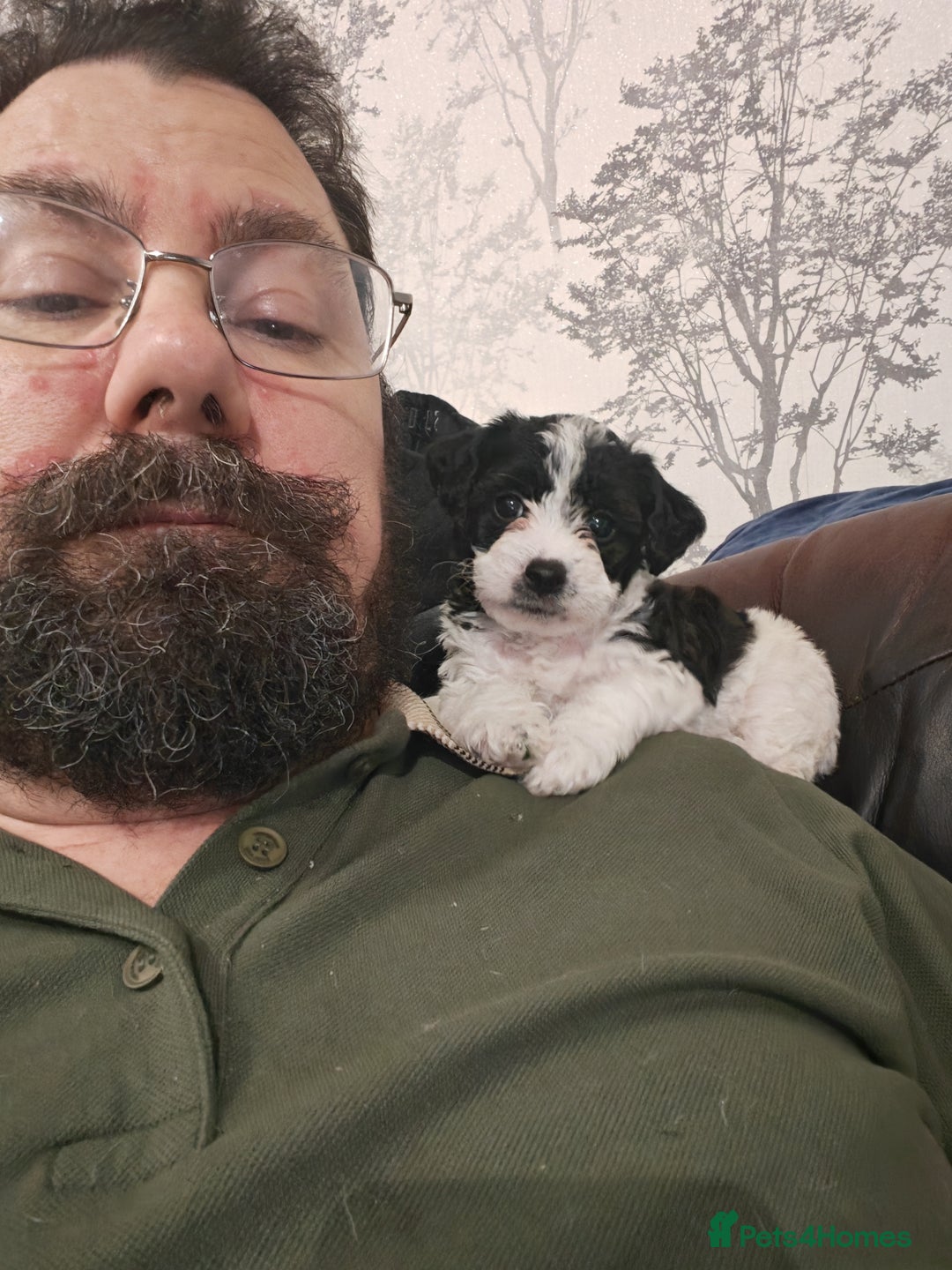 Mixed Breed dogs for sale: Beautiful Jackapoo puppies - Advert 15