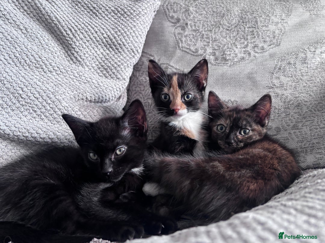 Mixed Breed cats for sale: Calico Kitten - Image 2