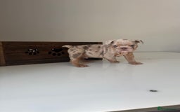 English Bulldog dogs for sale: 🏡 Ready to leave this Sunday 27.07.25 🏡 in Crawley - Image 13