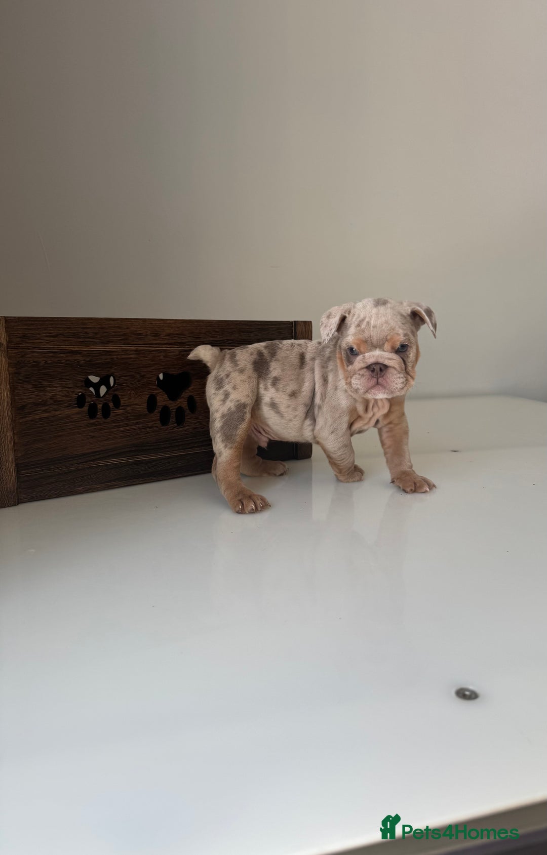 English Bulldog dogs for sale: 🏡 Ready to leave this Sunday 27.07.25 🏡 in Crawley - Image 13