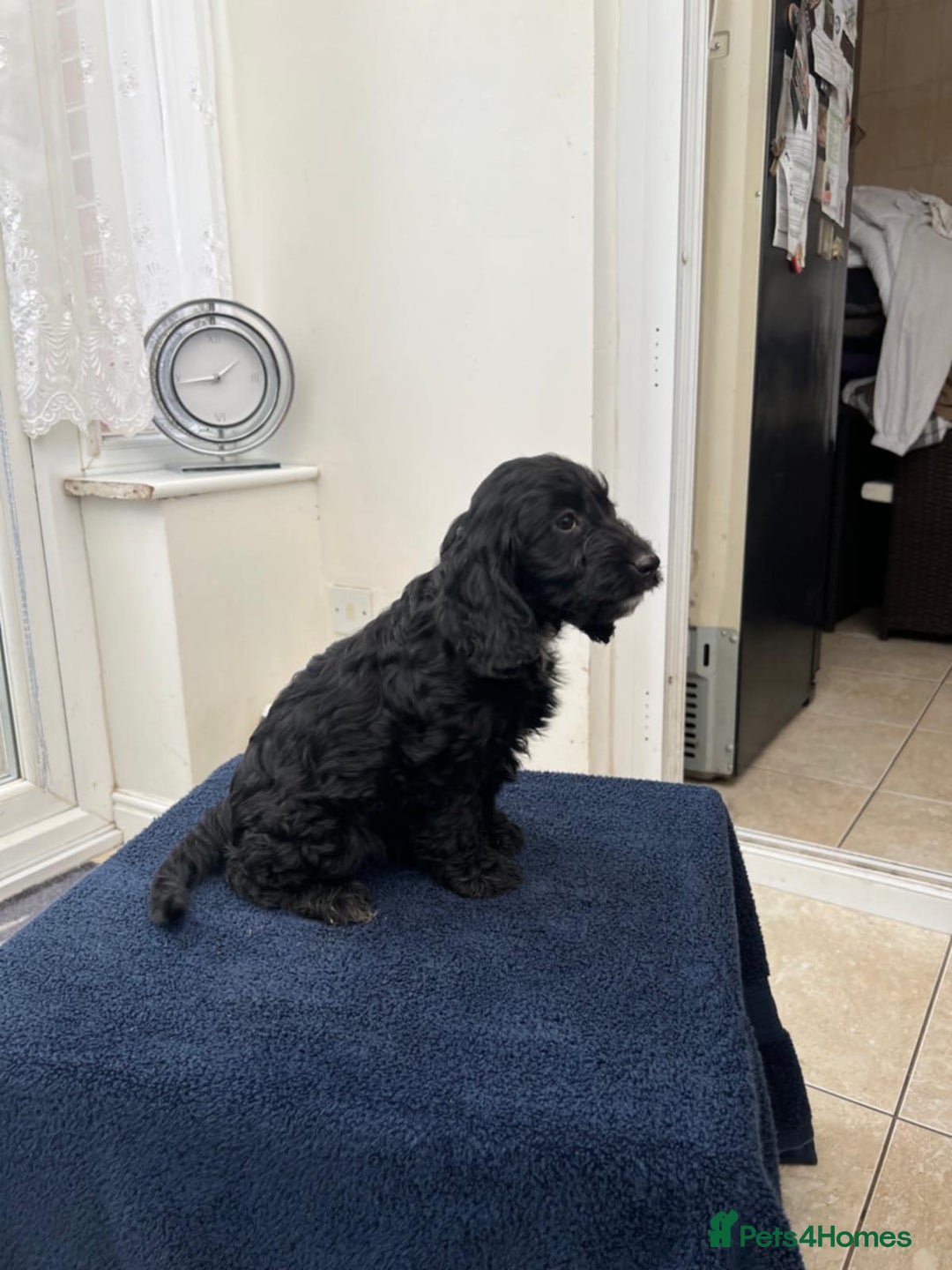 Cockapoo dogs for sale: 8 cockapoo - Image 4