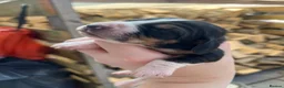 Basset Hound dogs for sale: Beautiful KC registered basset hounds - Advert 9