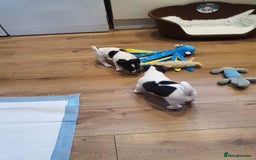 Jack Russell dogs for sale: Stunning Jack Russell Puppies  - Image 10