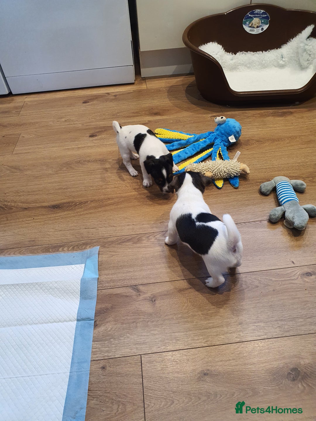 Jack Russell dogs for sale: Stunning Jack Russell Puppies  - Image 10