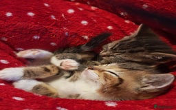 Khao Manee cats for sale: Mixed price Khao Manee kittens  - Image 20