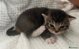 British Shorthair cats for sale: 5 beautiful British shorthair kittens - Image 13