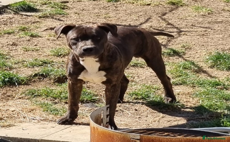 Mixed Breed dogs in Banbury - Advert 7