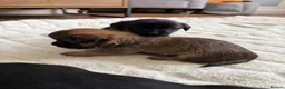 Mixed Breed dogs for sale: Jack Tzu Puppies - Advert 2