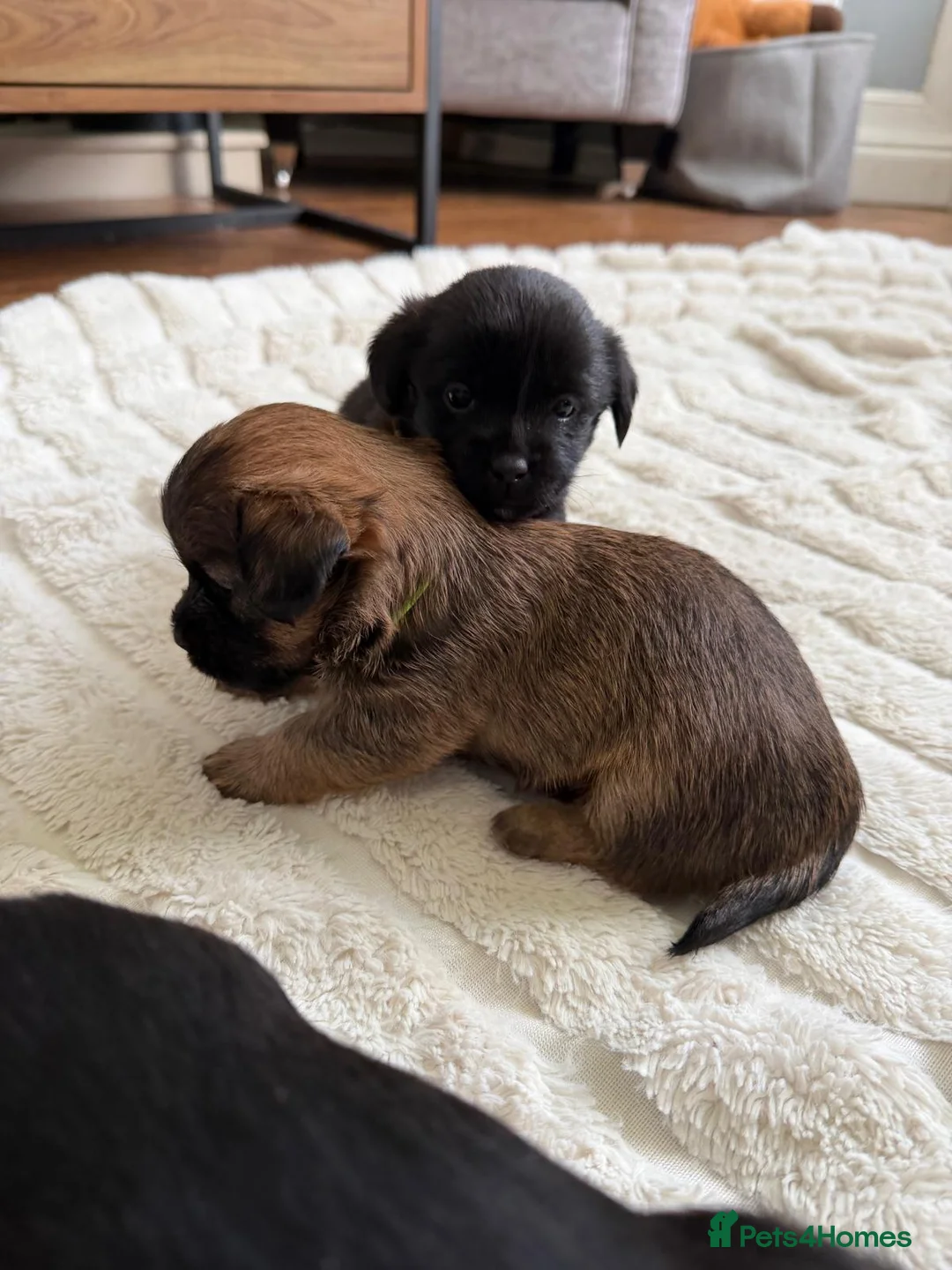 Mixed Breed dogs for sale: Jack Tzu Puppies - Advert 2